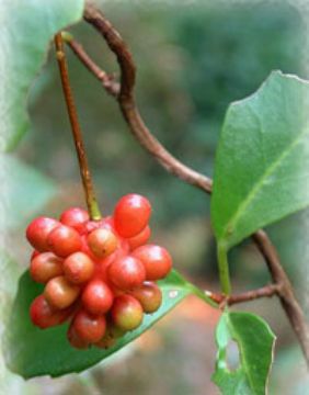 Schisandra Chinensis P.E.